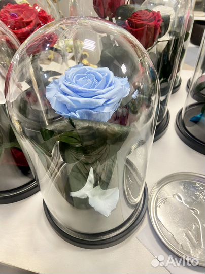 Роза в колбе