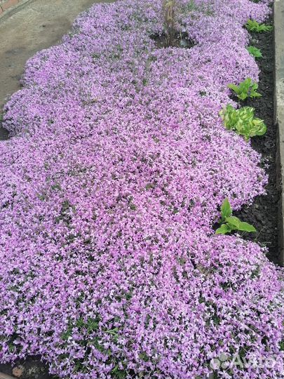 Флокс шиловидный (многолетний)