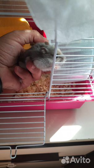 Джунгарский хомяк