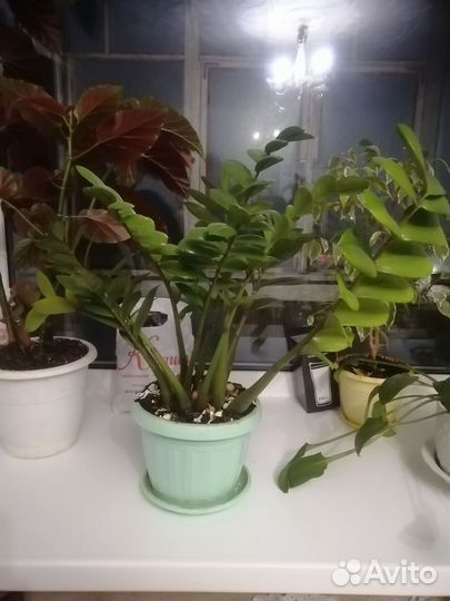 Замиокулькас