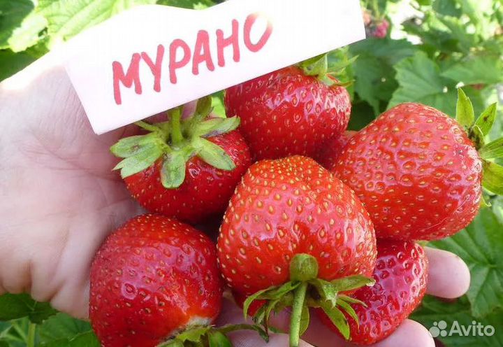 Клубника рассада Мурано