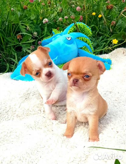 Чихуахуа мини и стандарт