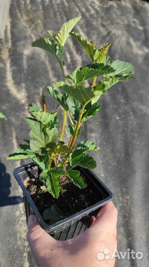 Растения саженцы