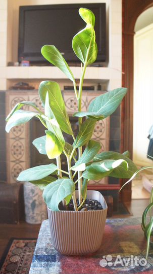 Фикус бенгальский