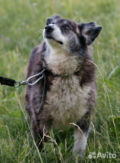 Бархатная Фема, милейшее создание. Лесной приют