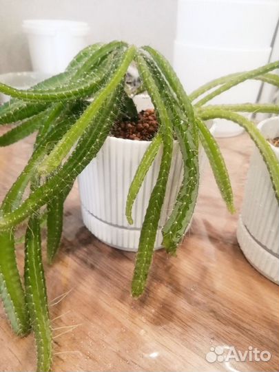 Цветы домашние в горшках