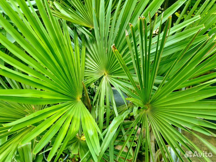 Пальма Трахикарпус Форчуна