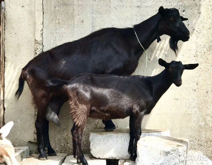 Козы дойные молочные. Козлята. Продажа