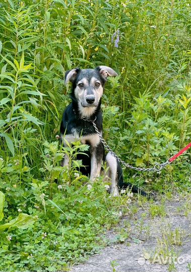 В добрые руки щенок