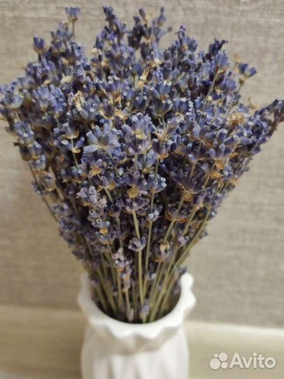 Лаванда сухоцвет