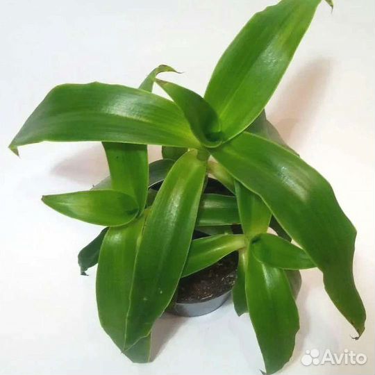 Отростки Золотого уса Коллизия душистая