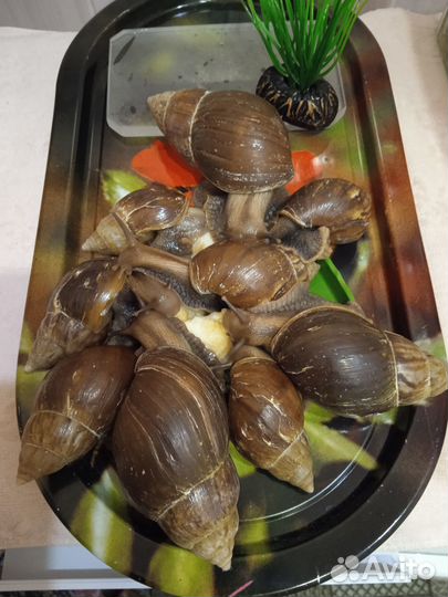 Улитки ахатины