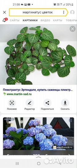 Плектрантус