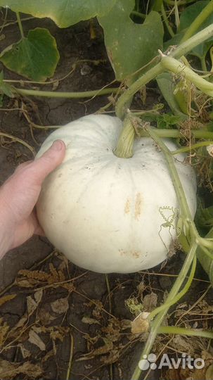 Продукты питания