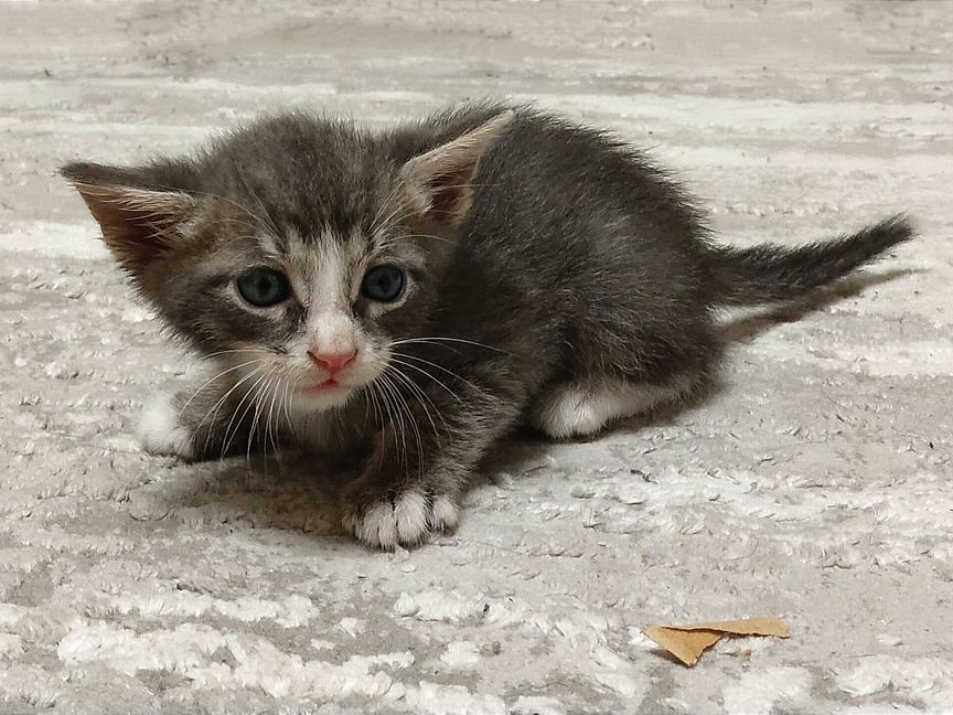 Котенок, в дар, бесплатно