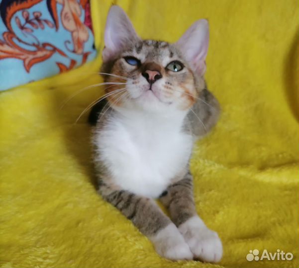 Котёнок (мальчик) в добрые руки
