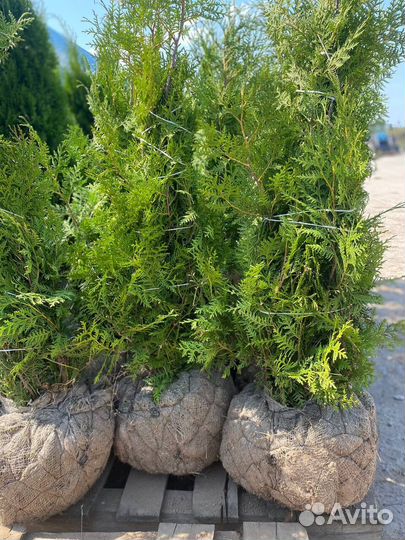 Туя Брабант 140-160см