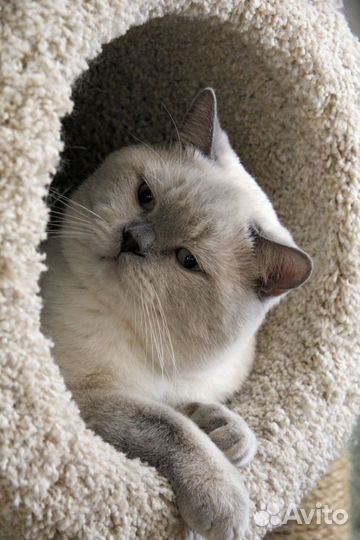 Вязка кошек