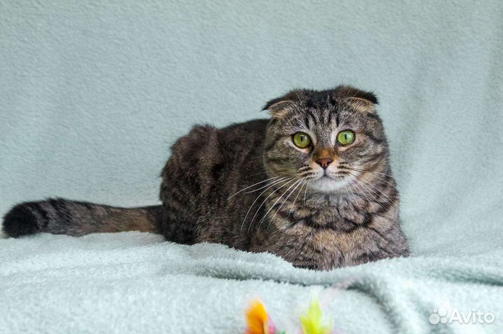 Бесплатно Шотландская вислоушка котодевочка