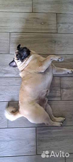 Ищу девушку для встречи