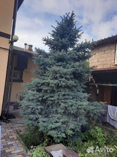 Голубая ель 4 метра
