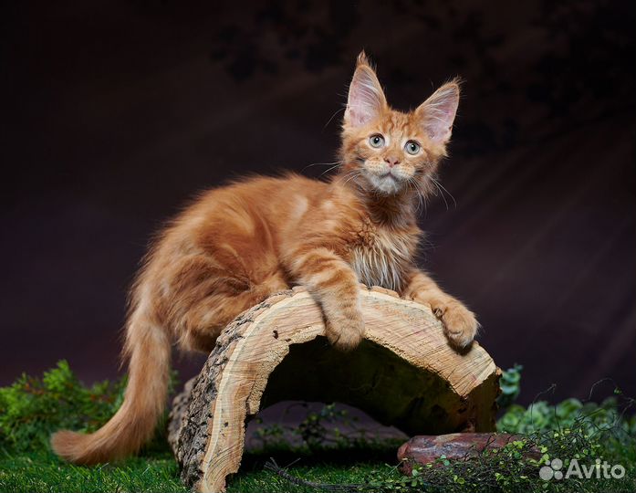 Котята мейн-кун