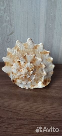 Ракушка морская большая