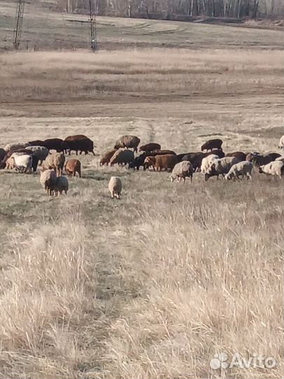 Овцы бараны ягнята,баран производитель