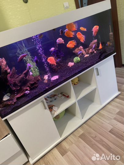 Продам аквариум с рыбками 525 литров