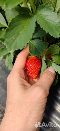 Рассада (саженцы) клубники