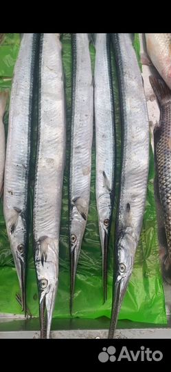 Сарган рыба