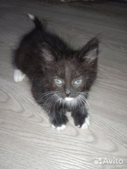 Котенок, чёрно-белый