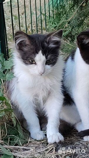 Отдам прекрасных котят, 4 месяца