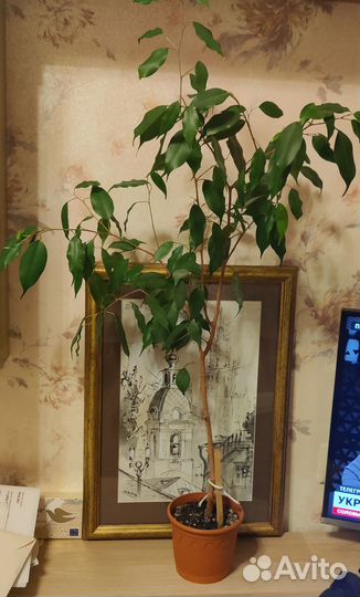Фикус бенджамина