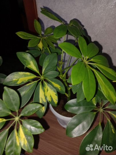 Шеффлера жанин