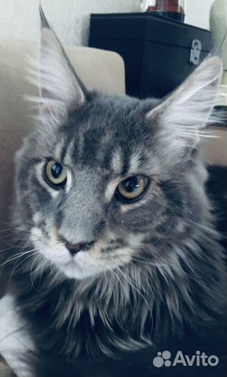 Котята мейн-кун полидакты и классики - вязка