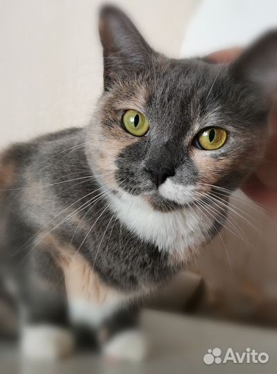 Кошка Варя трехцветная британка