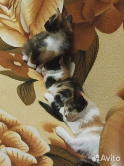 Котята в добрые руки