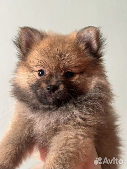 Щенки шпица