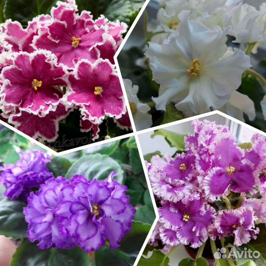 Набор сортовых фиалок 