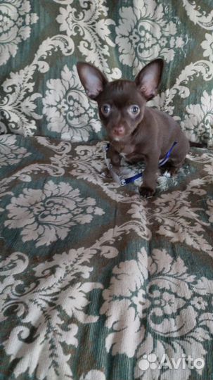 Мини той-терьер щенки