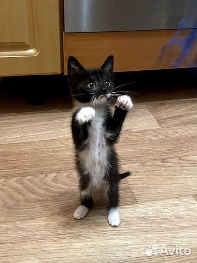 Котенок девочка в добрые руки