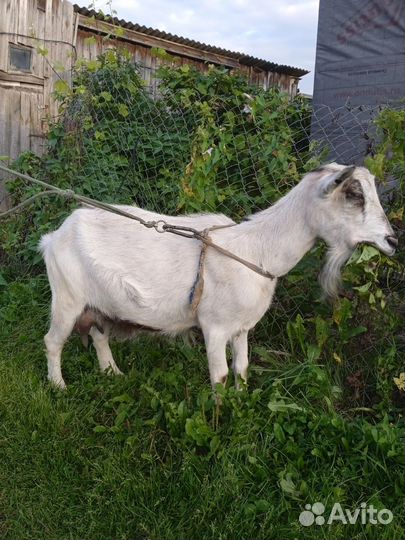 Коза дойная