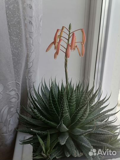 Алоэ остистое