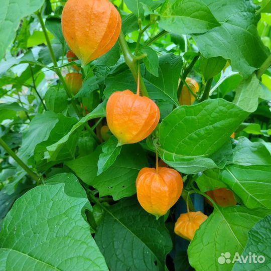Цветы для сада