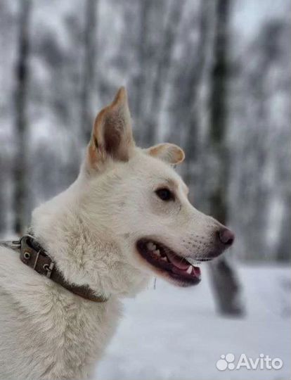 Белоснежный Айс из приюта