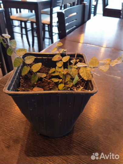 Спатифиллум mini, кофейной дер, лавр, фикус пумила