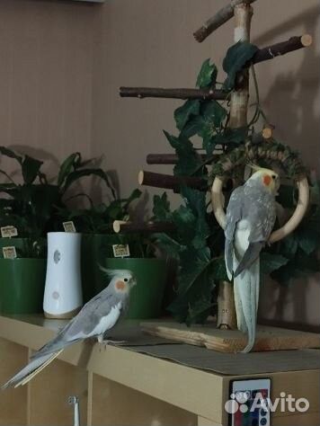 Попугай корелла ручной, две девочки