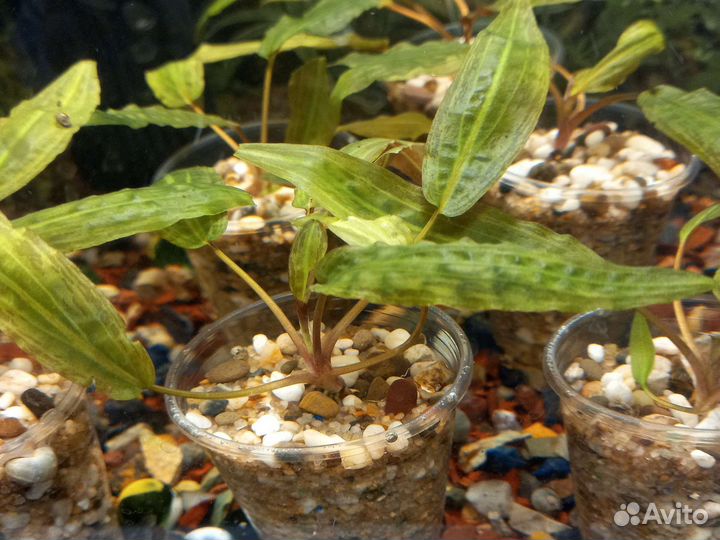 Аквариумные растения, рыбки, креветки, аквариумы