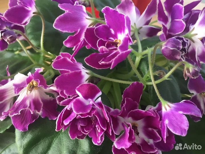 Фиалка сортовая